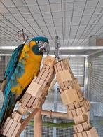 Blauwkeel ara man, 1 jaar oud en getest, zoekt nieuw huisje, Dieren en Toebehoren, Mannelijk, Papegaai, Geringd