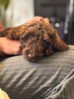 cockapoo pup 4 maanden, Rabiës (hondsdolheid), 15 weken tot 1 jaar, Reu, Eén hond