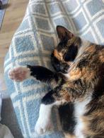Een fijn thuis gezocht !, Dieren en Toebehoren, Katten en Kittens | Overige Katten, Poes