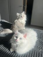 Perzische kittens, Dieren en Toebehoren, Katten en Kittens | Raskatten | Langhaar, Poes, Ontwormd, 0 tot 2 jaar