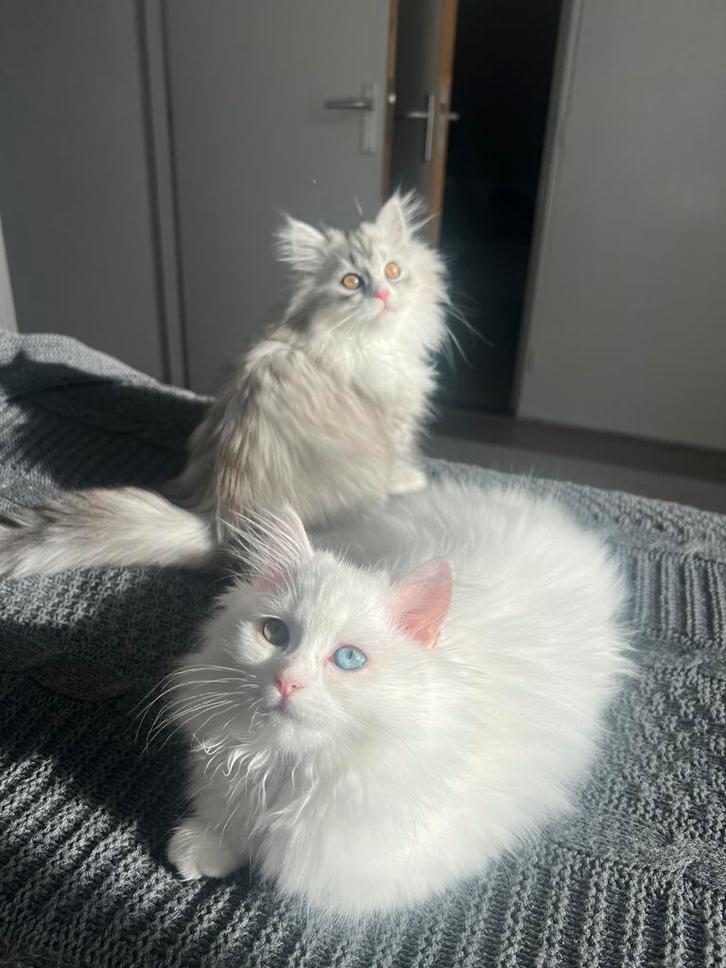 Perzische kittens, Dieren en Toebehoren, Katten en Kittens | Raskatten | Langhaar, Poes, 0 tot 2 jaar, Ontwormd, Ingeënt