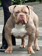 Old english bulldog Reu lilac tri, Dieren en Toebehoren, Honden | Bulldogs, Pinschers en Molossers, Reu, CDV (hondenziekte), 1 tot 2 jaar