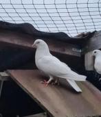 Trouwduifje, Dieren en Toebehoren, Vogels | Duiven, Geslacht onbekend, Overige soorten