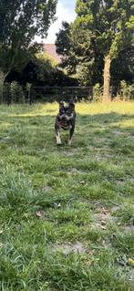 Amerikaanse Stafford Tricolor Dekreu, Dieren en Toebehoren, Particulier, Parvo, 1 tot 2 jaar, Reu