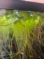 Kikkerbeet drijfplantjes, Dieren en Toebehoren, Ophalen, Nieuw, Plant(en), Steen of Hout