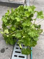 Geranium, Ophalen of Verzenden, Zomer, Bodembedekkers, Volle zon