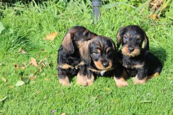 Prachtige ruwharige dwerg teckel pups beschikbaar voor biedingen