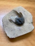 trilobiet Leonaspis., Ophalen of Verzenden