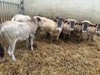 12 bazadaise ossen, Dieren en Toebehoren, Vrouwelijk, 0 tot 2 jaar