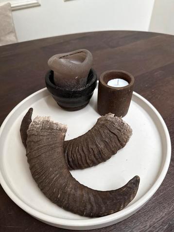 Setje Ramshoorns - Stoer, Landelijk, Decoratief beschikbaar voor biedingen