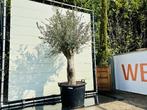 Olijfboom - Olea Europea - stamomvang 50-60 cm, Ophalen of Verzenden, Olijfboom, 250 tot 400 cm, Zomer