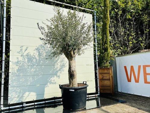 Olijfboom - Olea Europea - stamomvang 50-60 cm, Tuin en Terras, Planten | Bomen, Olijfboom, 250 tot 400 cm, Volle zon, Zomer, In pot