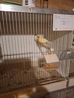 Glosters, Meerdere dieren, Kleurkanarie