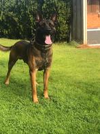 Staat ter Dekking. Dani., Rabiës (hondsdolheid), Reu, Eén hond, 3 tot 5 jaar