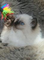 Raszuivere ragdoll sealpoint kitten, Dieren en Toebehoren, Katten en Kittens | Raskatten | Langhaar, Kater, Gechipt, 0 tot 2 jaar