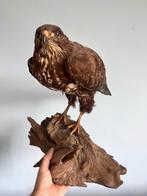 Opgezette Buizerd - Taxidermie Vogel, Antiek en Kunst, Ophalen of Verzenden