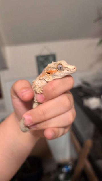 Gargoyle gekko man beschikbaar voor biedingen