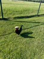 Hollands kuifhoen gratis ophalen, Dieren en Toebehoren, Mannelijk, Kip