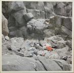 INWOLVES – Color In The Zoo ( 2018 LP + CD , Rare Belpop ), Ophalen of Verzenden, Zo goed als nieuw, 12 inch, Poprock