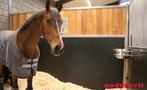 Goedkope rubber wandbescherming paardenstal / paardentrailer, Overige soorten, Ophalen of Verzenden, Zandstraat 37 5258TW Berlicum