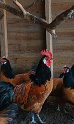 Vorwerk broedeieren groot!, Ophalen of Verzenden