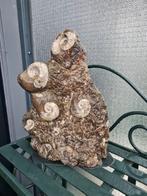 Fossiel: Ammonieten op Matrix, Verzamelen, Mineralen en Fossielen, Ophalen, Fossiel