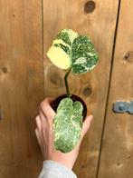 Monstera thai constellation plant cream creme variegata, Huis en Inrichting, Kamerplanten, Ophalen of Verzenden, Halfschaduw, Minder dan 100 cm