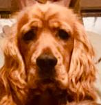 Engelse cockerspaniel, België, Particulier, Reu, Parvo