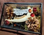 Memento mori taxidermie reebok display, Verzamelen, Nieuw, Ophalen of Verzenden, Hert, Schedel