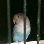 Prachtig koppel agapornis fisheri lovebirds split albino, Dieren en Toebehoren, Vogels | Parkieten en Papegaaien, Meerdere dieren