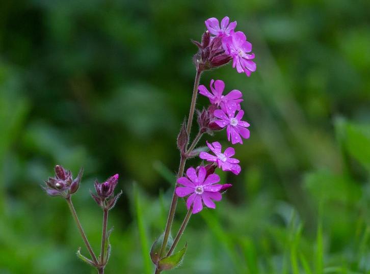 Bio zaden Dagkoekoeksbloem - Silene dioica | Inheemse plant, Tuin en Terras, Bloembollen en Zaden, Zaad, Voorjaar, Halfschaduw