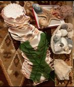sint jacobsschelpen st jacobs schelpen schelp, Ophalen of Verzenden, Schelp(en)