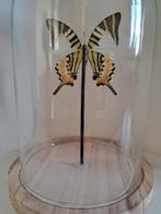 Stolp met vlinder, Ophalen of Verzenden, Nieuw, Insect, Opgezet dier