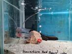 Flowerhorn Red Pearl Cichlide, Dieren en Toebehoren, Vissen | Aquariumvissen, Vis, Zoetwatervis
