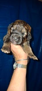 Leonberger x  bernersennen pups, CDV (hondenziekte), 8 tot 15 weken, Groot, Meerdere
