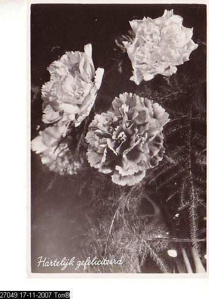 Ansichtkaart	Bloemen	Hartelijk Gefeliciteerd	Anjers, Verzenden, 1940 tot 1960, Gelopen, Natuur