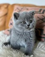 BEN ZELF  OPZOEK na een britse korthaar, Ophalen