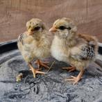 Wyandotte geel patrijs  hen kuikens, Vrouwelijk, Kip