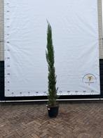Cypressus sempervirens - Italiaanse Cipres 150/170cm, Volle zon, Vaste plant, Bloeit niet, Ophalen
