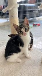 Half Bengal Kittens, Dieren en Toebehoren, Katten en Kittens | Raskatten | Korthaar, Kater, 0 tot 2 jaar