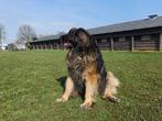 Leonberger Dekreu, Reu, CDV (hondenziekte), Eén hond, 3 tot 5 jaar