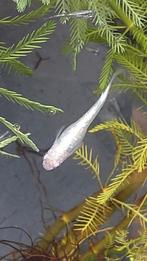 Outherglow Wit Japanse rijstvis, Medaka, mini-koi, Dieren en Toebehoren, Vissen | Aquariumvissen, Vis, Zoetwatervis, Schoolvis