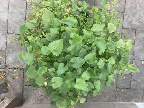Campanula/Klokjesbloem in zwarte pot 5,50, zonder pot 3,50, Tuin en Terras, Planten | Tuinplanten, Overige soorten, Halfschaduw