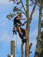 Bomen verwijderen, Tuinontwerp