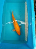 Te koop Beni Karashi 46cm 60 euro, Dieren en Toebehoren, Karper of Koi