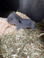 Franse hangoor, Dieren en Toebehoren, Konijnen, Geslacht onbekend, Groot, Hangoor, 0 tot 2 jaar