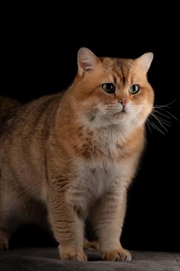 Britse korthaar dekkater ter dekking  beschikbaar voor biedingen