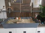 Gratis cavia plus kooi, Kooi, Gebruikt, 75 tot 110 cm, Cavia