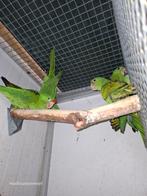 Te koop Psittacara finchi aratinga, Dieren en Toebehoren, Vogels | Parkieten en Papegaaien, Meerdere dieren, Parkiet, Geringd