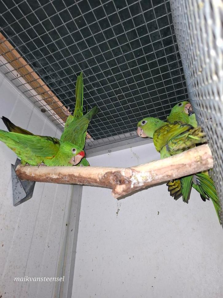 Te koop Psittacara finchi aratinga, Dieren en Toebehoren, Vogels | Parkieten en Papegaaien, Parkiet, Meerdere dieren, Geringd